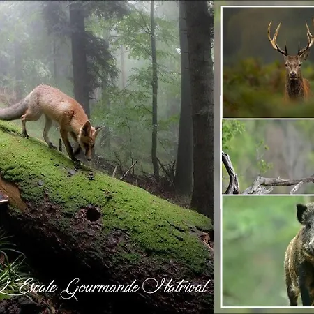 L'escale Gourmande Feriehus